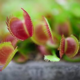 A Venus flytrap plant illustrates creative desperation