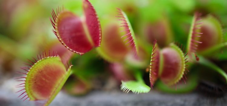 A Venus flytrap plant illustrates creative desperation