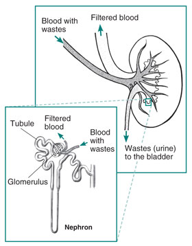 kidney, kidney facts, lunch and learn, kidney disease