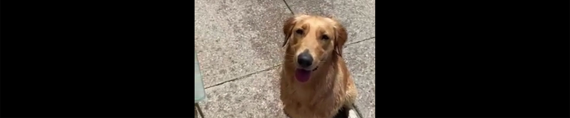Bubbles the Spa dog going for daily dip