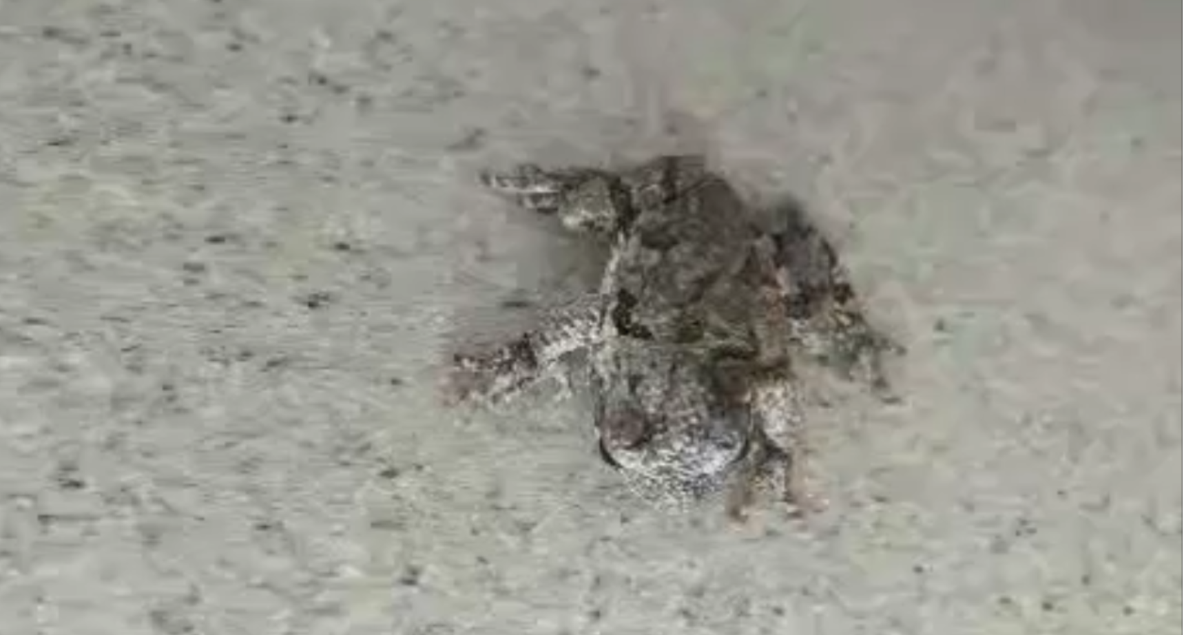 Keeping Pests and Bugs away from your Hot Tub