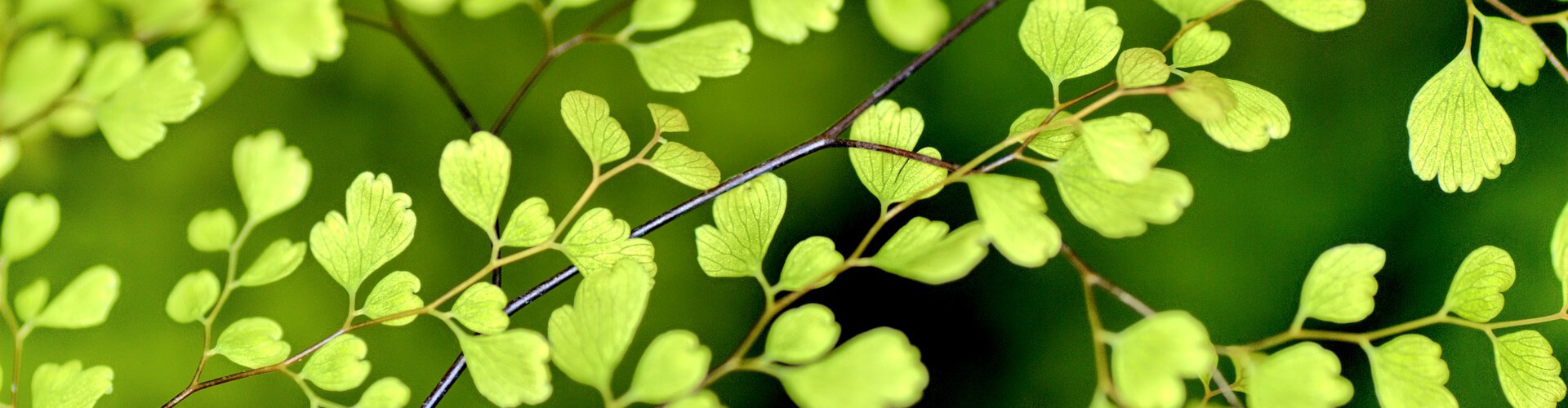 Spring Renewal