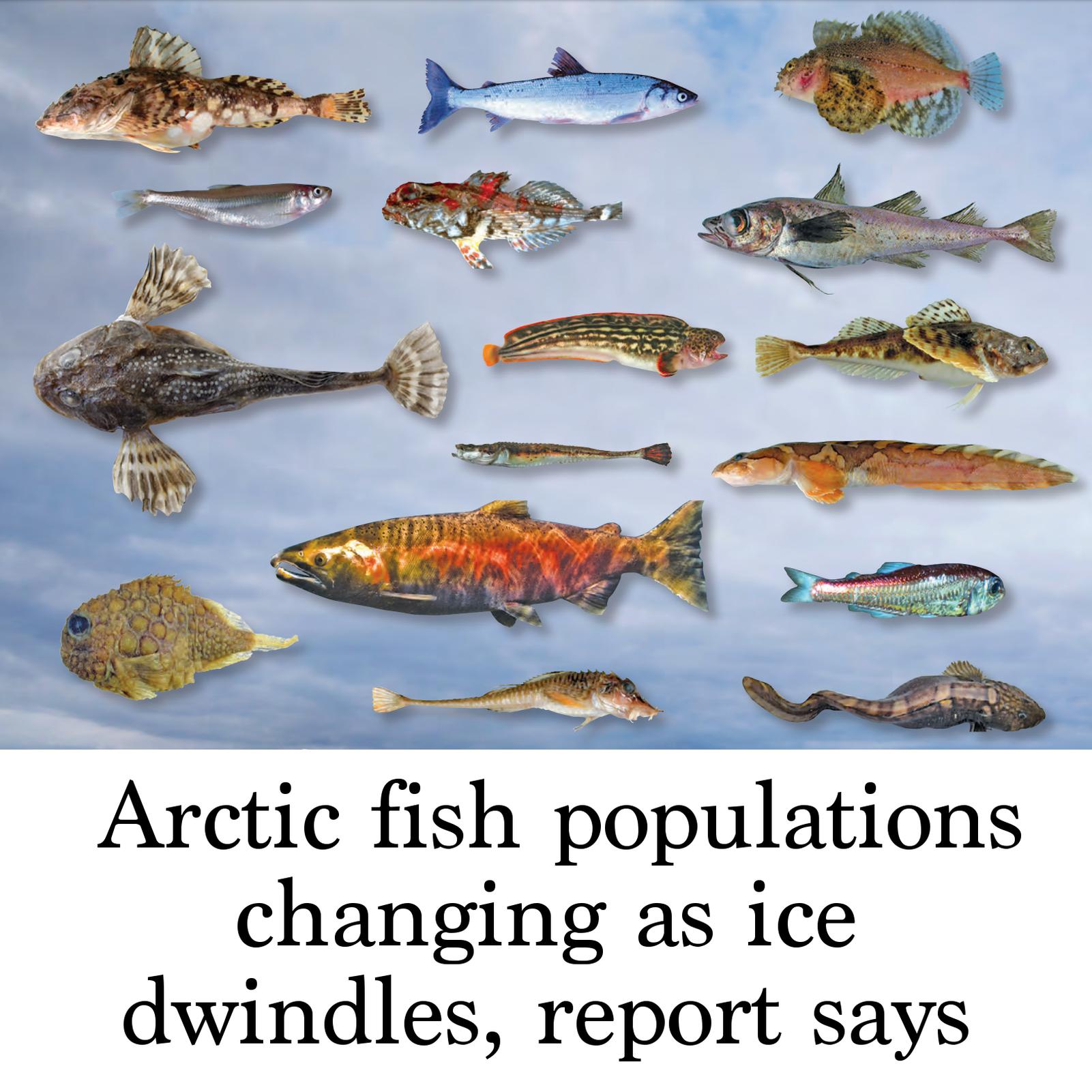 Population Of Fish