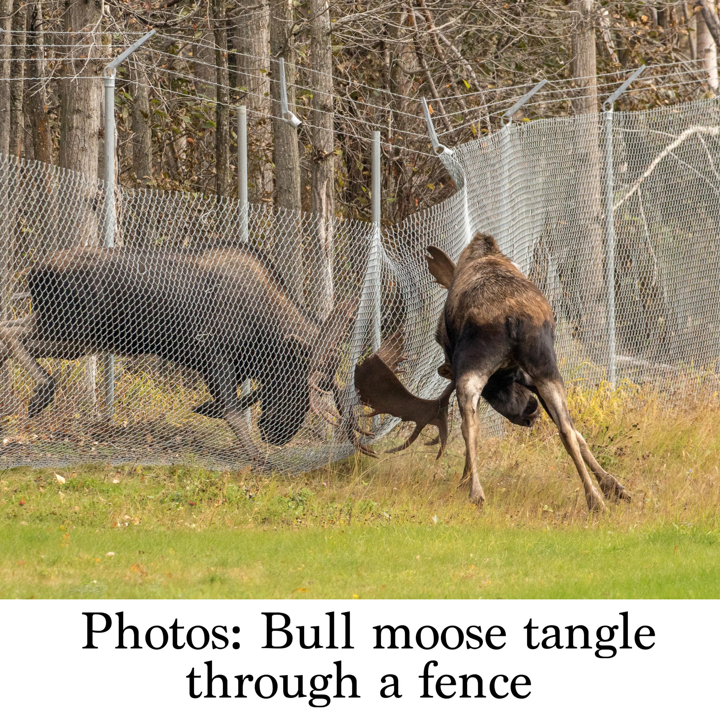 Moose Fighting