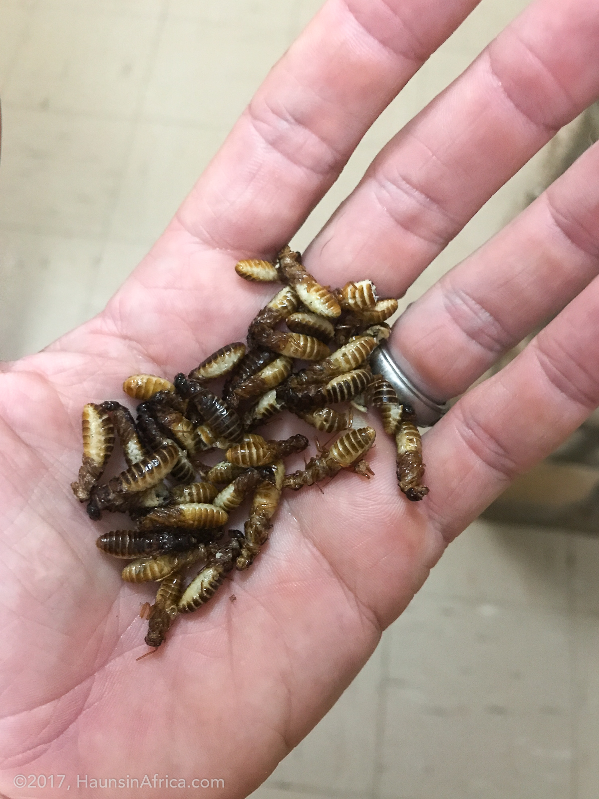 Tasty Termite Treats The Hauns in Africa