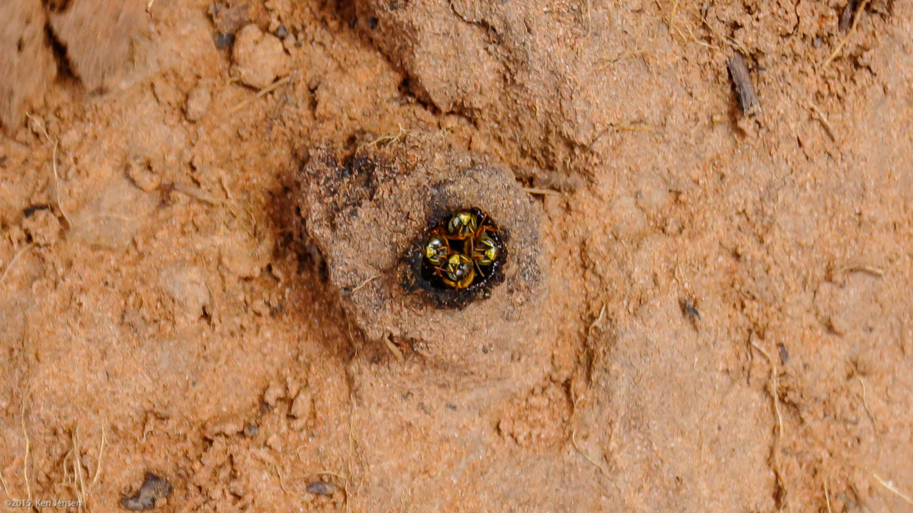 Ground Bees and their Honey The Hauns in Africa
