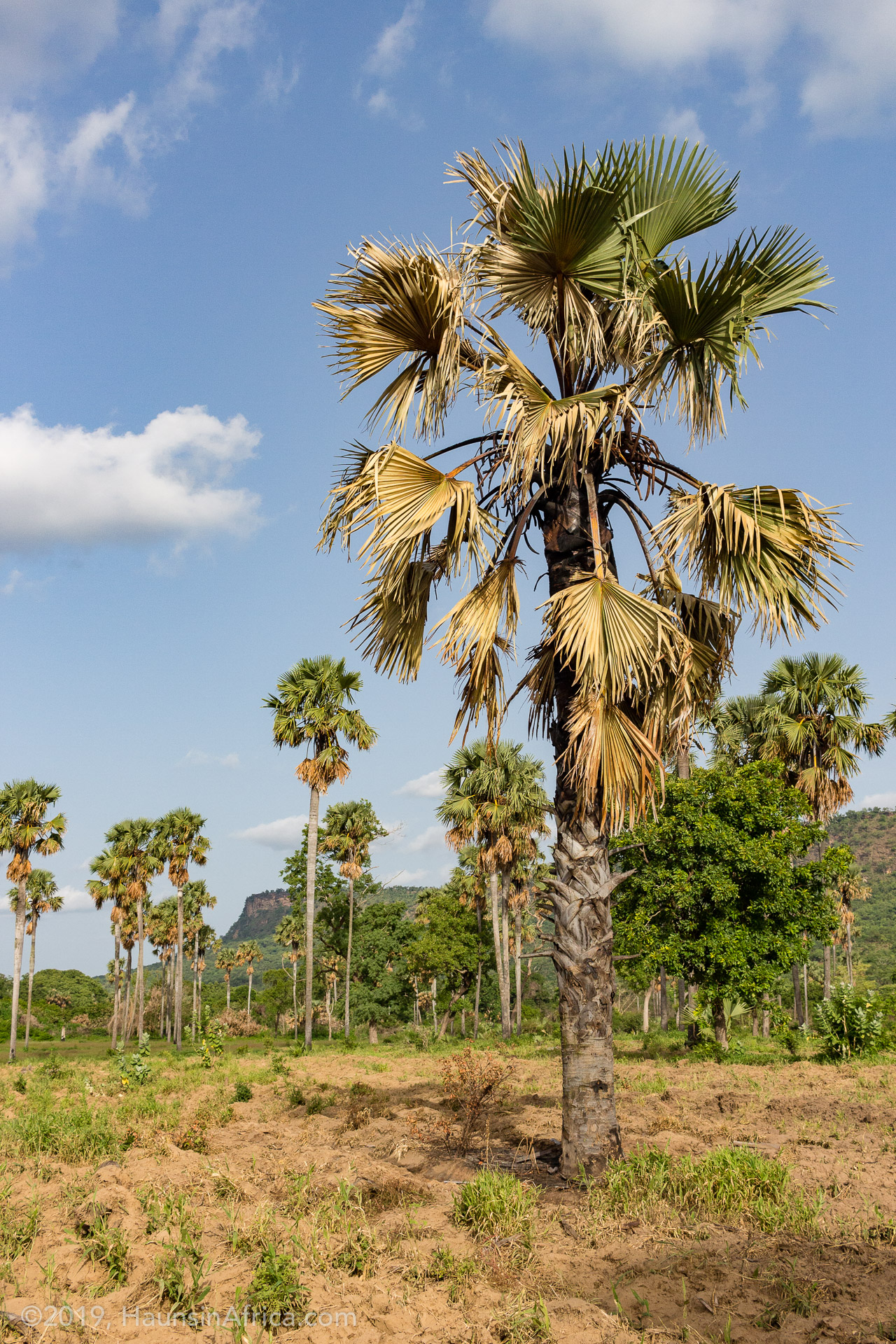 West Africa's Borassus Palm The Hauns in Africa