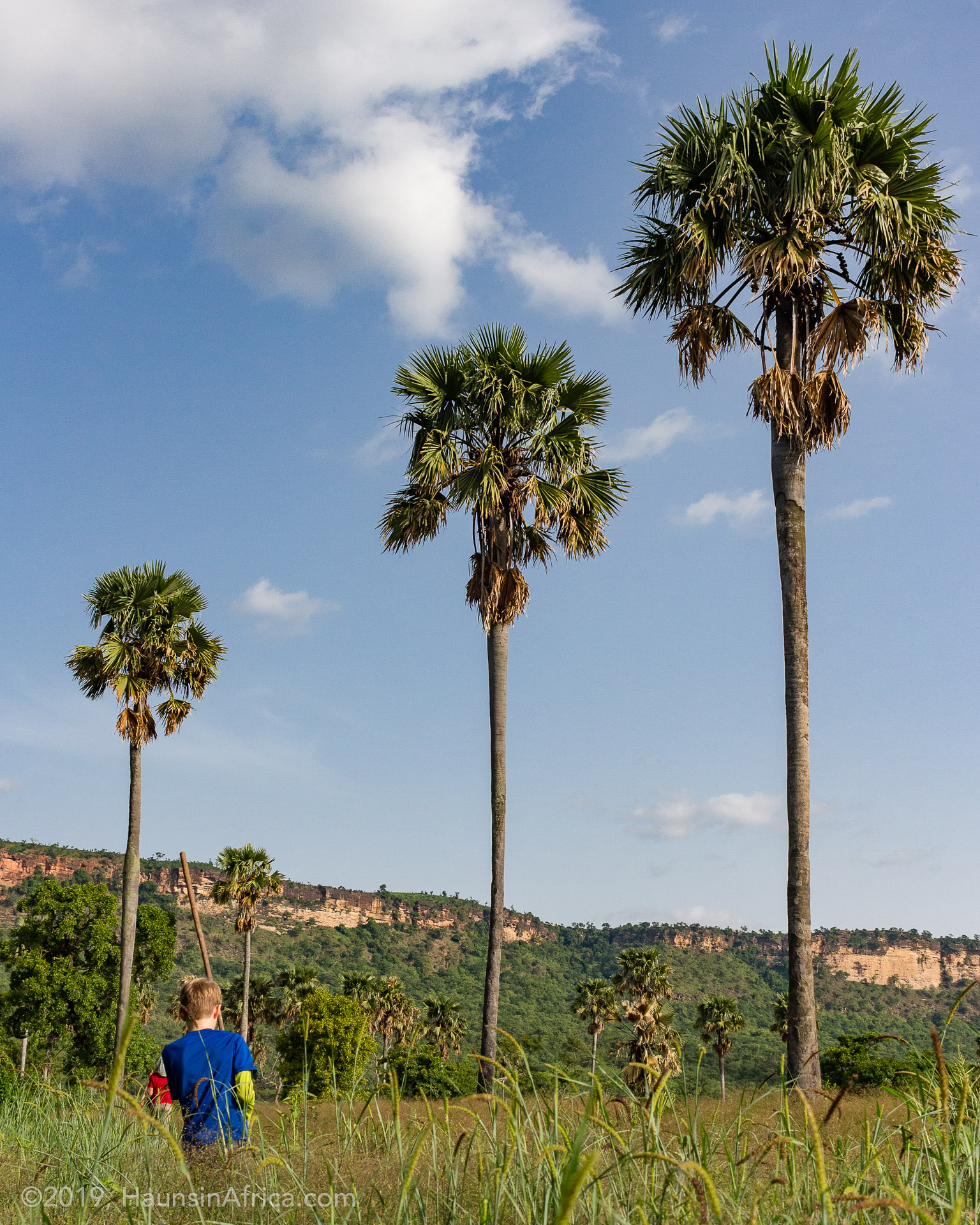 West Africa's Borassus Palm The Hauns in Africa