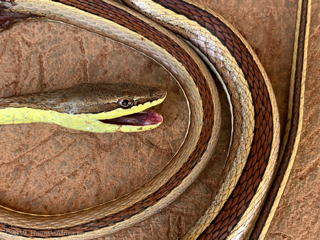 Ghana's Striped Beauty Snake The Hauns in Africa