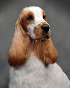 Head study