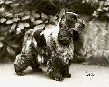 more about the breed