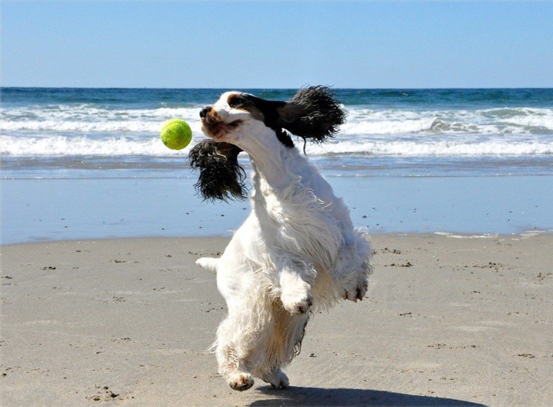 A black white & tan conformation dog on the beach