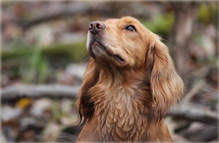 a field bred English Cocker