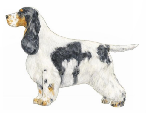 English Cocker Standard Pic