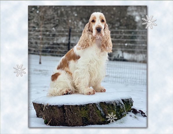 Engelse Cocker Spaniel Kalender 2025