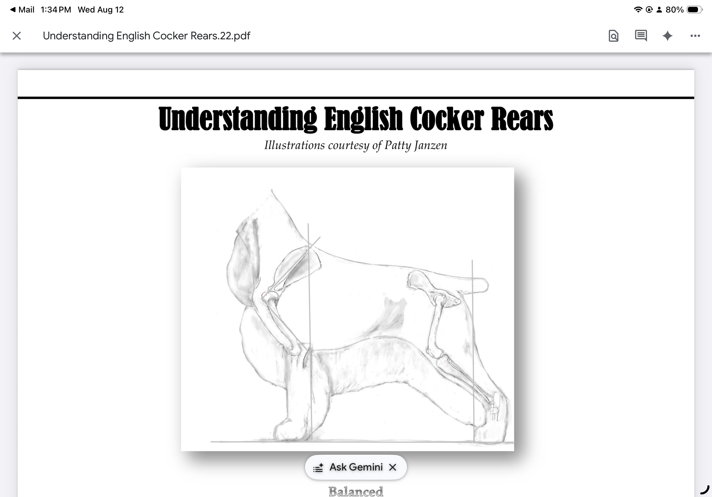 Understanding English Cocker Rears 2025