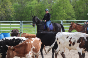 Off the track thoroughbred takes on cattle at western clinic