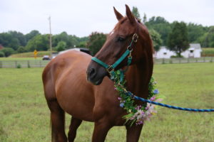 brown horse with roses around neck