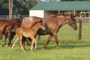 brown rescue horse with his damn