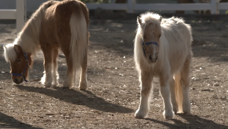 mini rescue horses