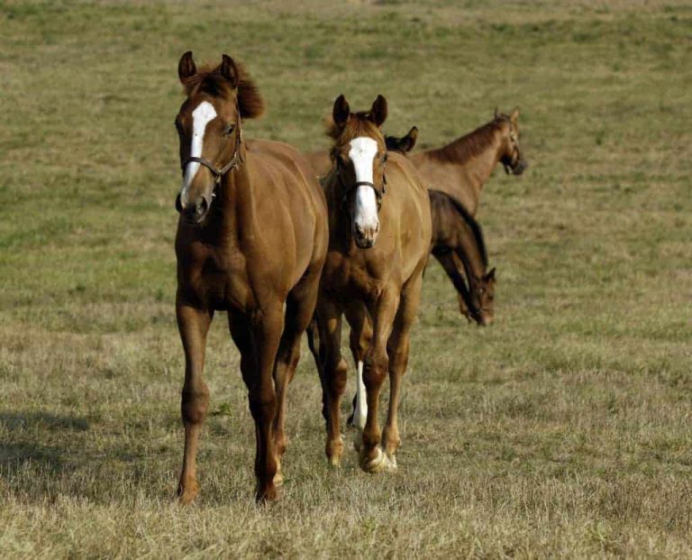 TH-LEGACY-IMAGE-ID-289-weanlings-in-field-1024x828-1