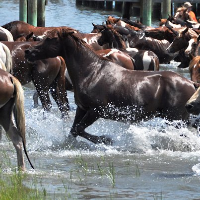 Ponies_run