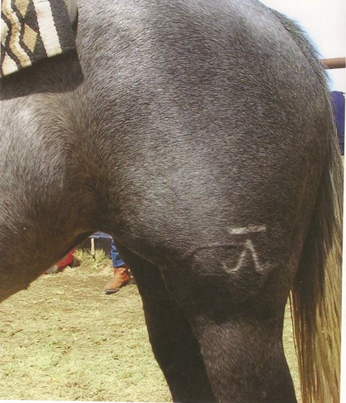 horse