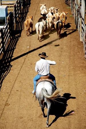 cowboy in the stockyards_Cooper