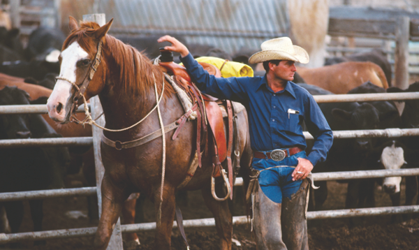 feedlot pen rider