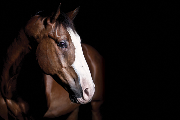 aqha-cloning