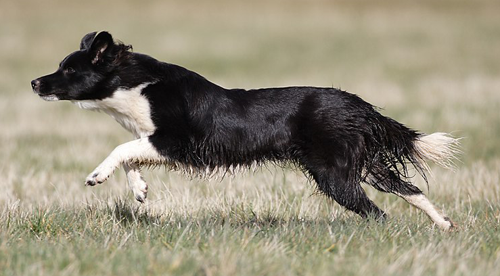 border-collie