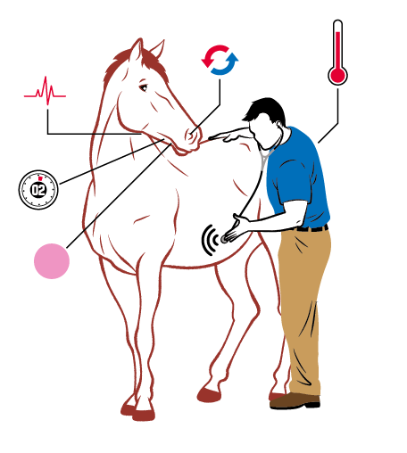 horse vitals