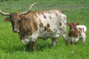 Texas-Longhorn