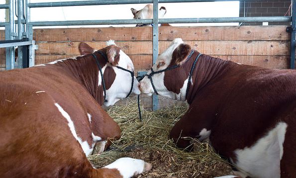 livestock