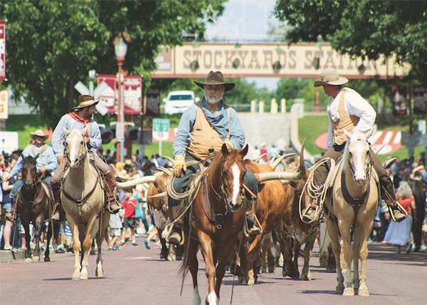 FortWorthCattleDrive