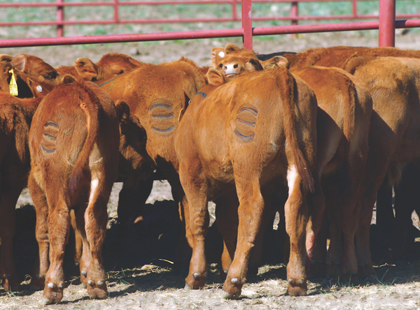 Wagonhound cattle