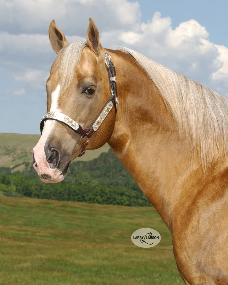 Barrel Racing Sire Frenchmans Guy