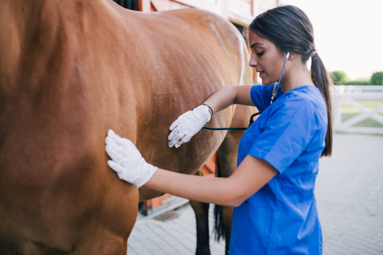 Vet and horse