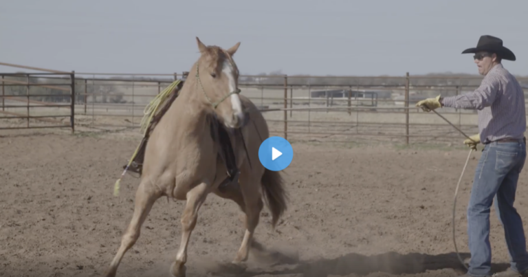 Justin Briggs working with a colt