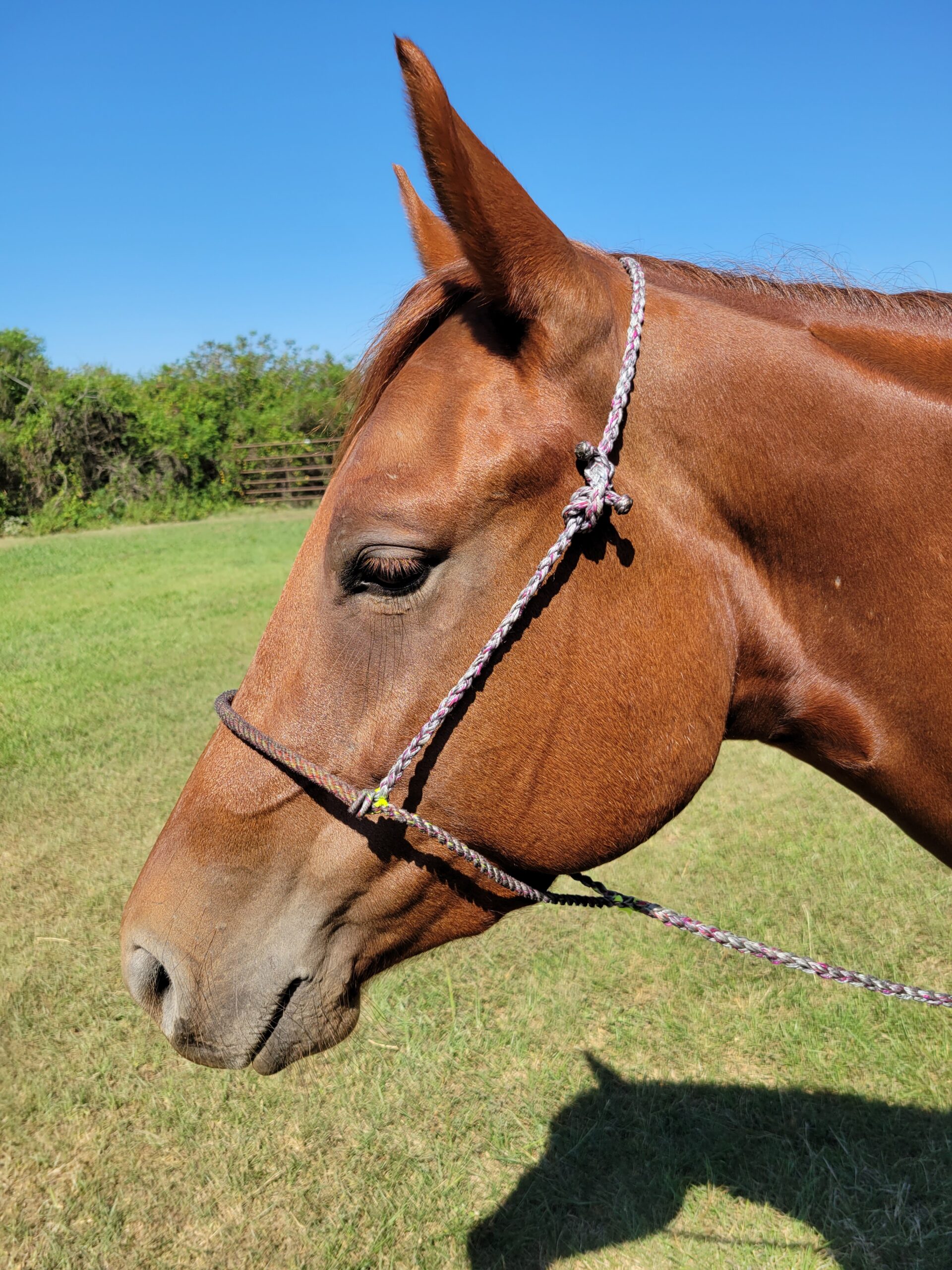 Oh, Whoa It’s Magic The Magic Tiedown