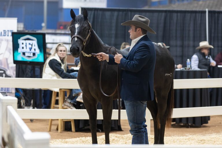 Horse in the ring in the Futurities of America sale.