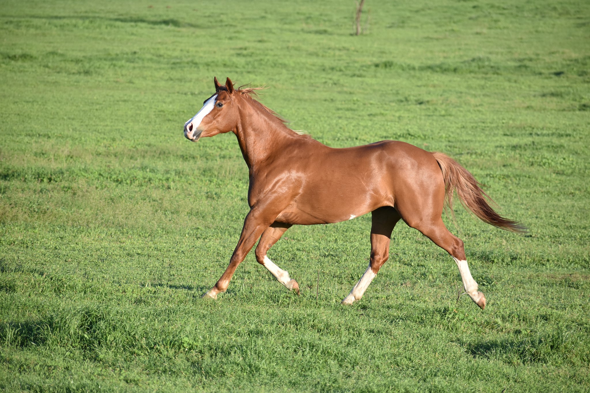 horse trotting in pasture