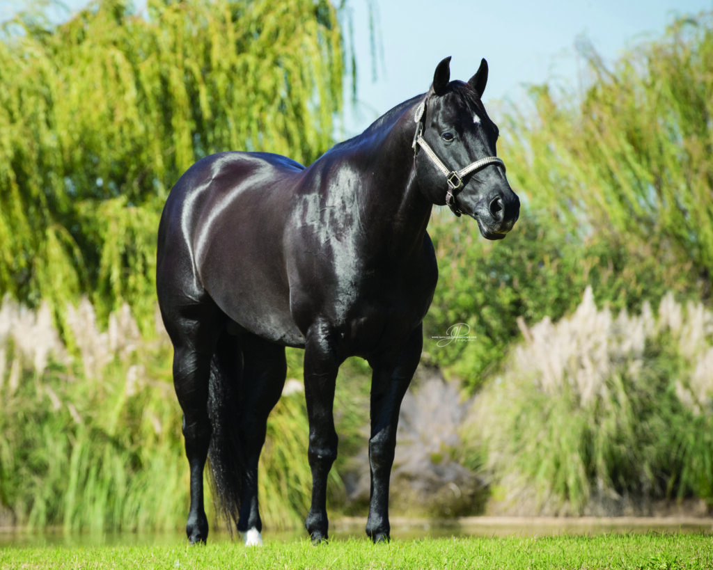 Slick By Design Courtesy Highpoint Performance Horses