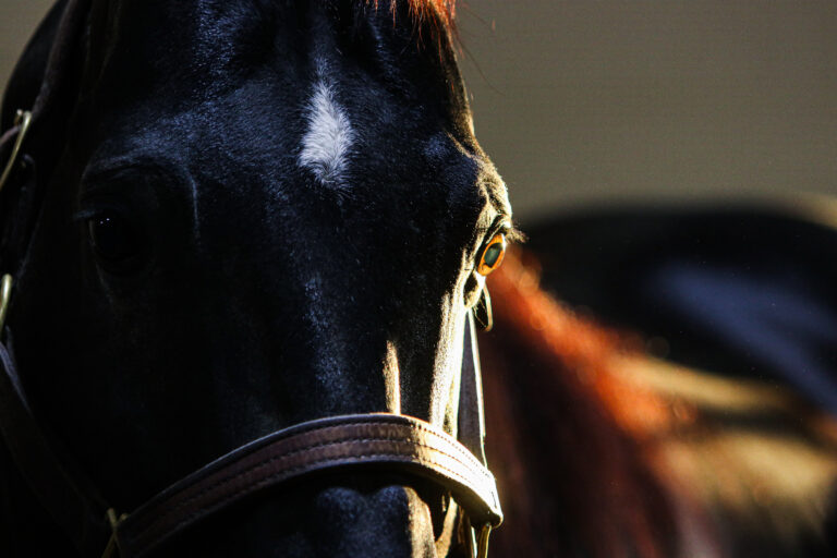 Close-up of horse eye. Slick by Design Stallion barrel horse.