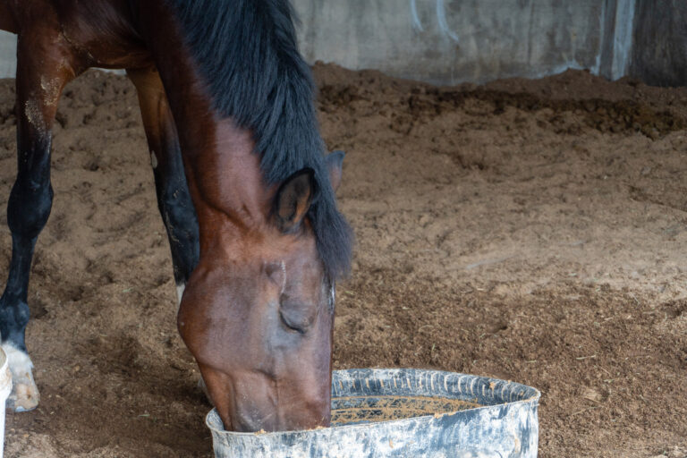 horse eating out of a grain bucket