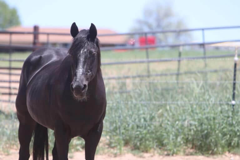 Horse standing in field