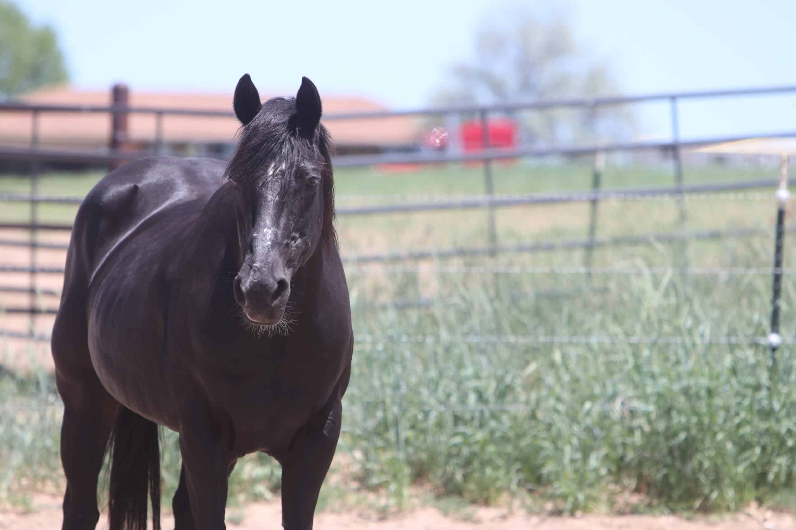 Horse standing in field