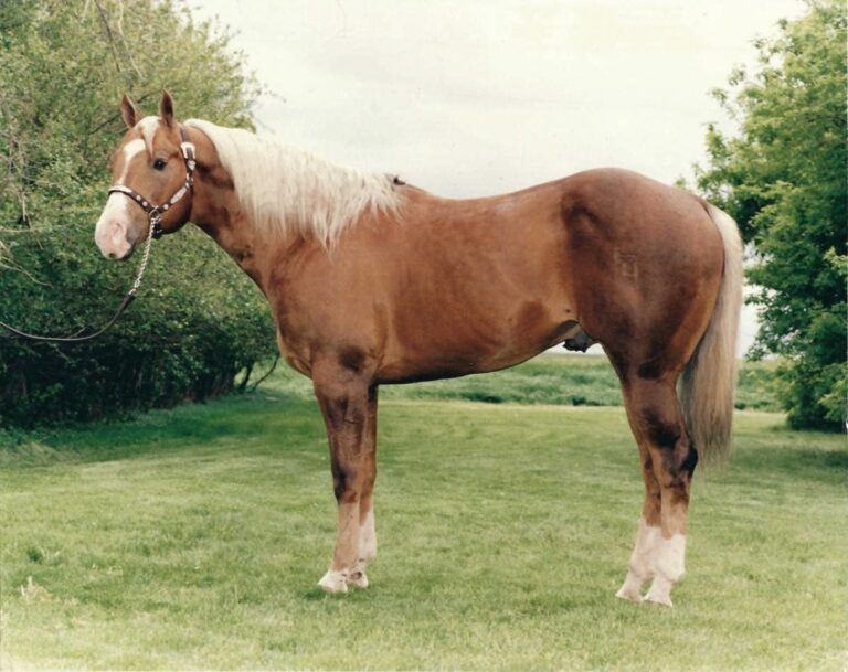 Sun Frost stallion