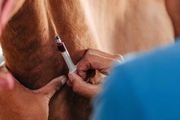 drawing blood on a horse