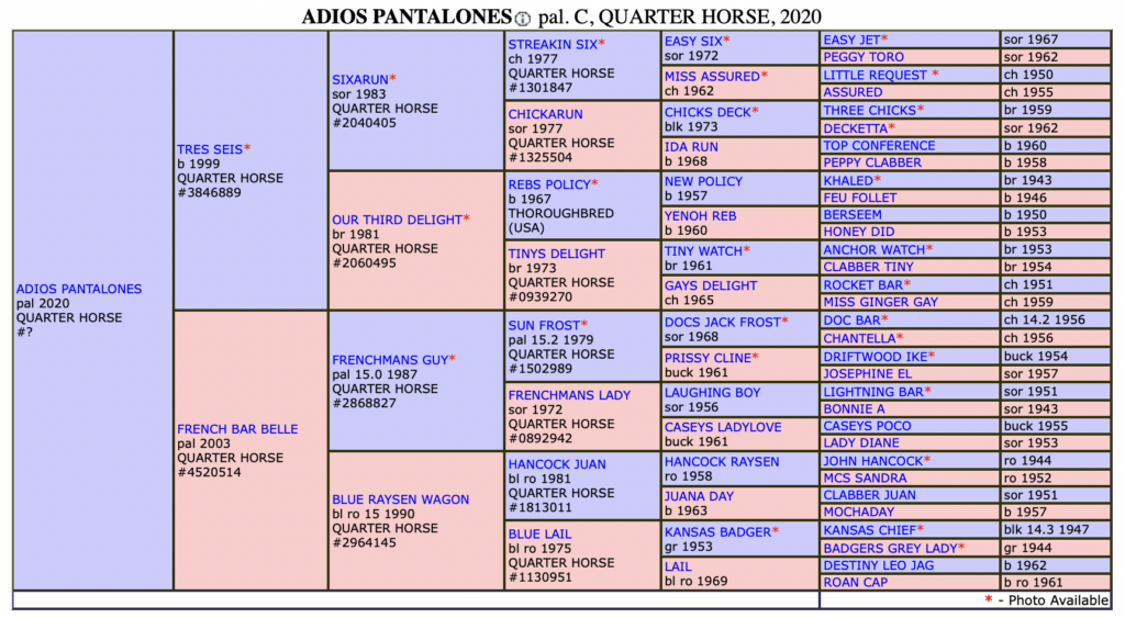 Adios Pantalones pedigree
